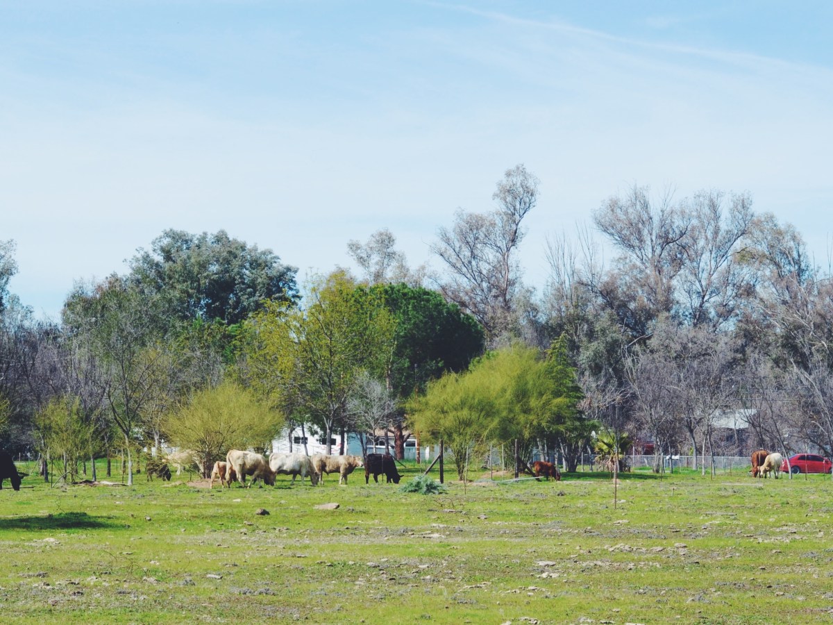 小さなやりたいことをひとつ叶えてあげる