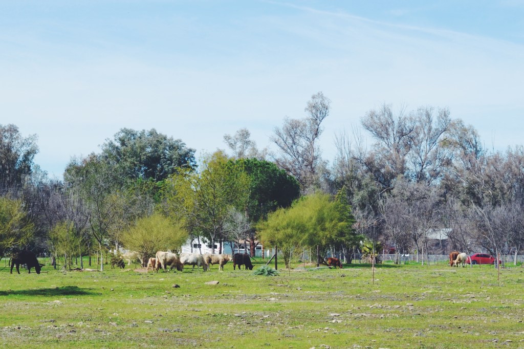小さなやりたいことをひとつ叶えてあげる