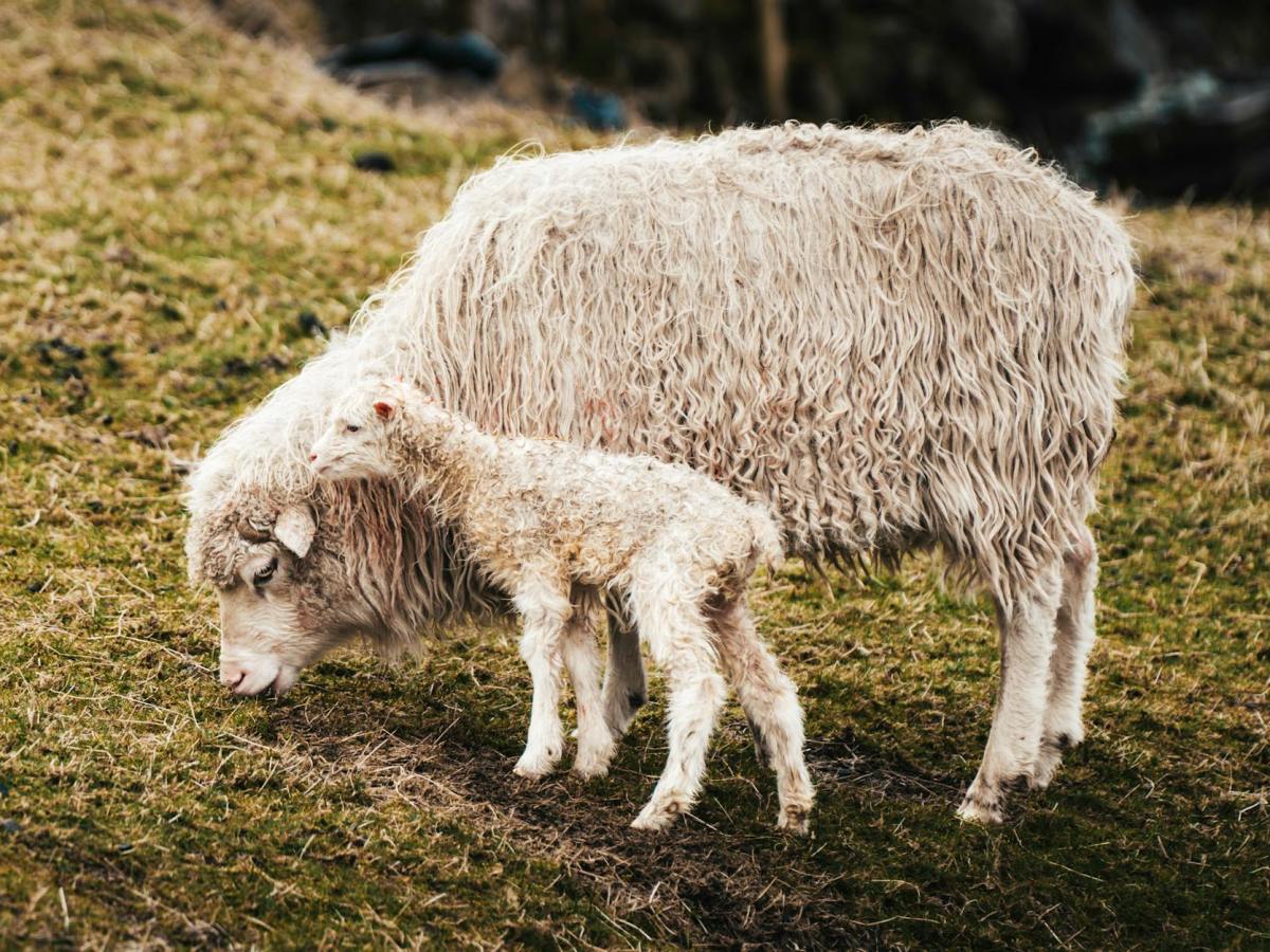 母を求めて50年