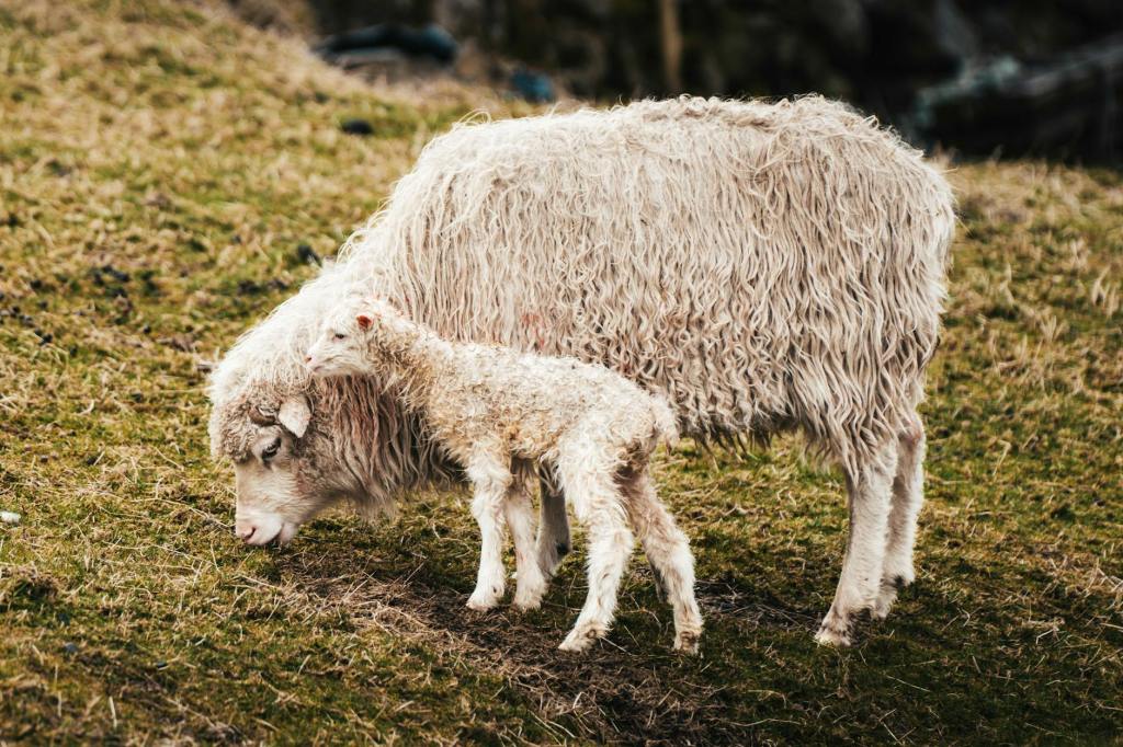 母を求めて50年